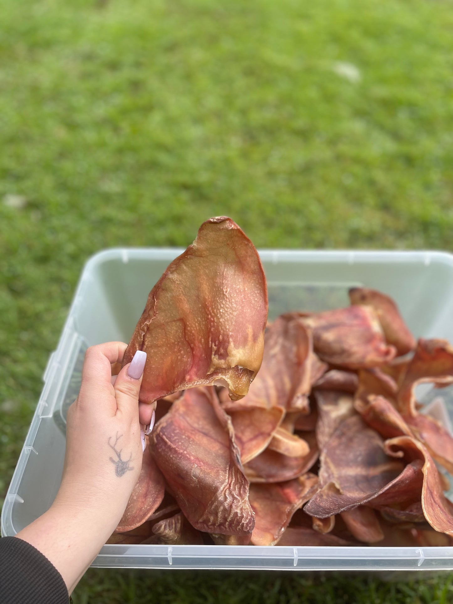 Large Pig Ears